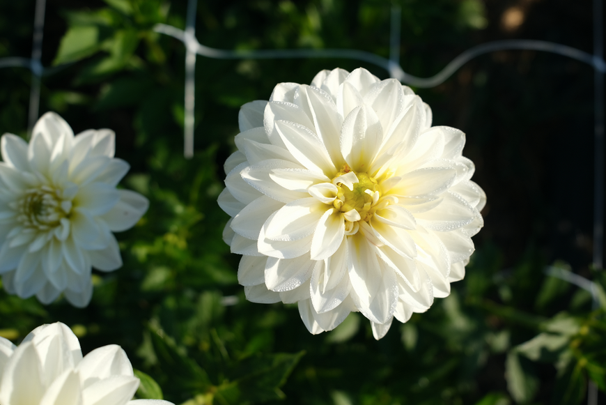 White Onesta 00023 фото