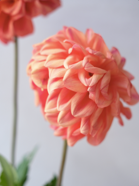 Ferncliff Copper 00033 фото