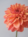 Ferncliff Copper 00033 фото 4