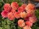 Ferncliff Copper 00033 фото 6