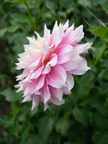 Gitt's Perfection 00034 фото