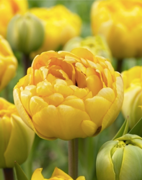 Yellow Pomponette 00095 фото