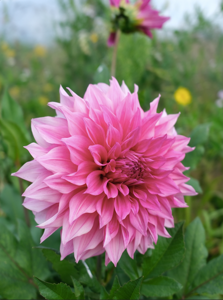 Cafe au lait Rose 00035 фото