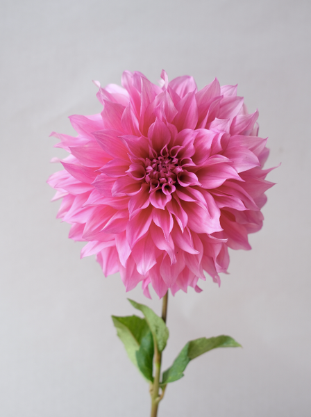 Cafe au lait Rose 00035 фото