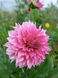 Cafe au lait Rose 00035 фото 4