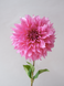 Cafe au lait Rose 00035 фото 2