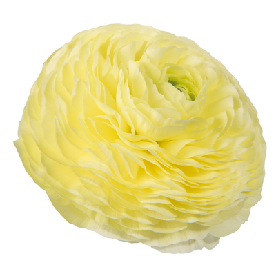 ELEGANCE &reg; CREMA 000088 фото