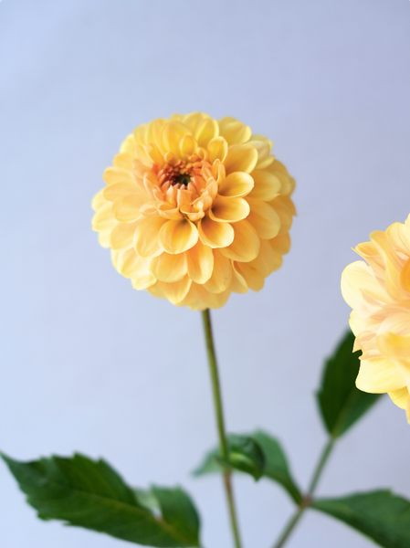Golden Scepter 00036 фото