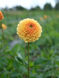 Golden Scepter 00036 фото 6