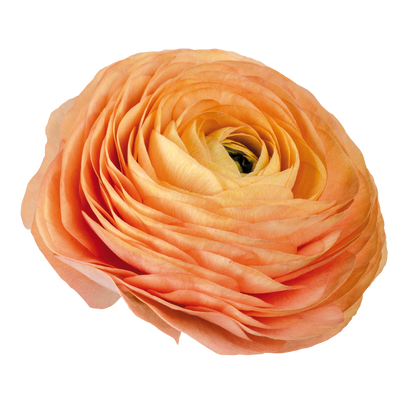 ELEGANCE &reg; SALMONE 00099 фото