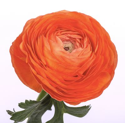 ELEGANCE &reg; SALMONE  000100 фото