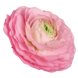 Ранункулус ELEGANCE ROSA 11111 фото 1