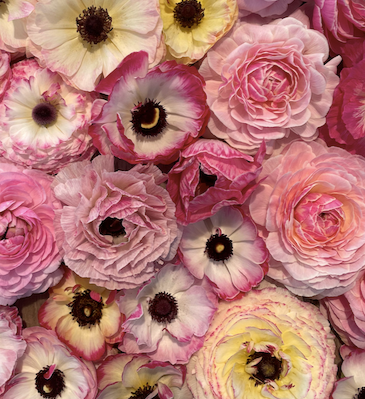 Picotee Rose 11127 фото