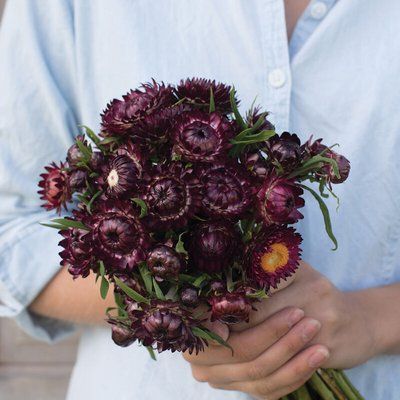 Геліхризум PURPLE RED 33329 фото
