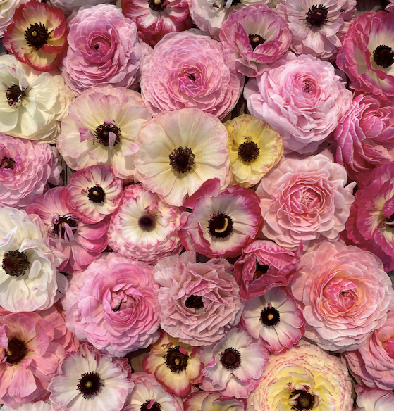Picotee Rose 11127 фото
