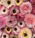 Picotee Rose 11127 фото 2