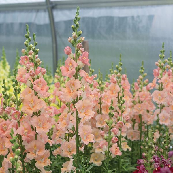 Антіррінум Chantilly&trade; Light Salmon (F1) 33350 фото
