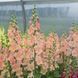 Антіррінум Chantilly&trade; Light Salmon (F1) 33350 фото 2