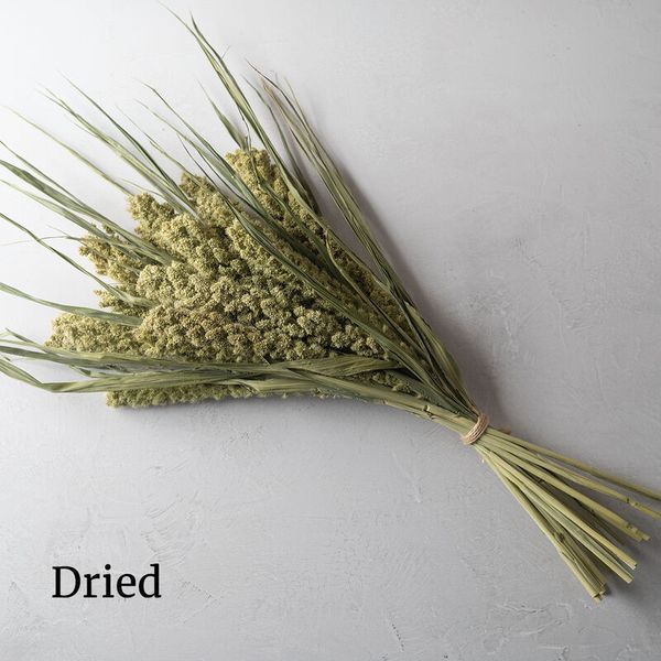 Сетарія Lime Light Millet 33399 фото