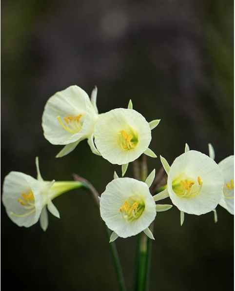 Bulbocodium Arctic Bells 00058 фото