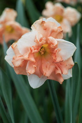 Apricot Whirl 00059 фото