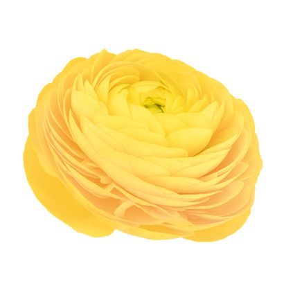 ELEGANCE ® GIALLO 11120 фото